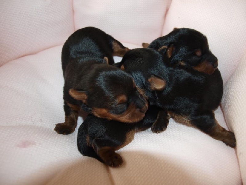 Chiot Yorkshire Terrier ilberri