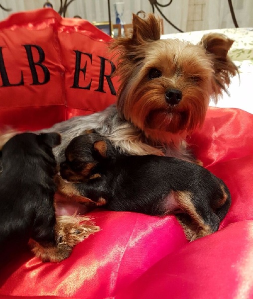 ilberri - Yorkshire Terrier - Portée née le 09/12/2016