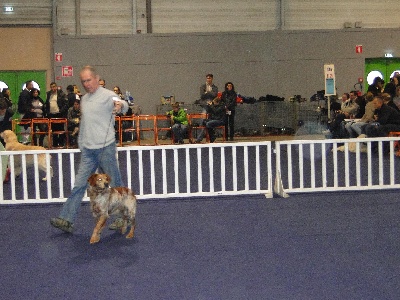 de la Roche des Aulnaies - Nantes 2013 :1er EXC, Cyrus obtient une RCACS, RCACIB