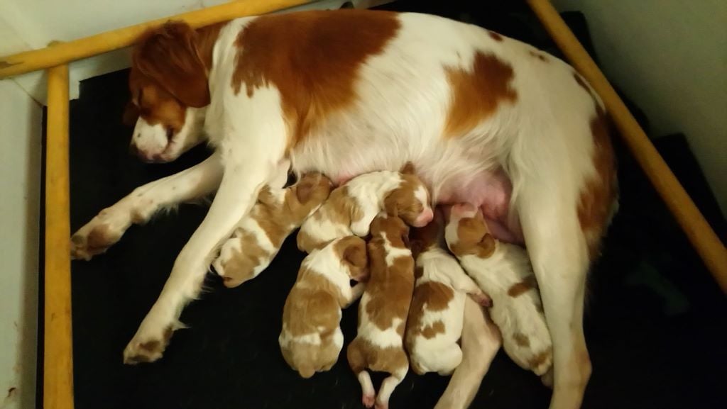 Naissance de 6 petits diables