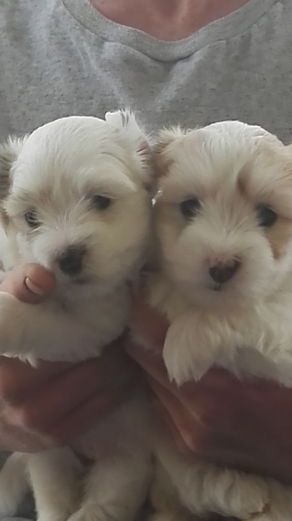 Chiot Coton de Tulear de l'alizée des redblacksocks