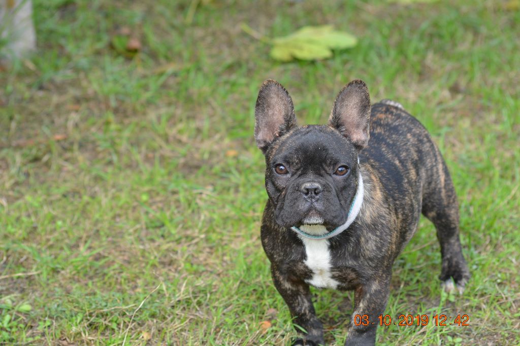 le clos du mirador bleu - Chiots disponibles - Bouledogue français