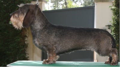 de la Cascade d'Orion - Circé devient Championne de France de conformité au standard!!