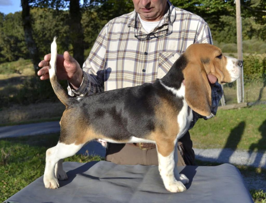 de la Cascade d'Orion - Chiots disponibles - Beagle