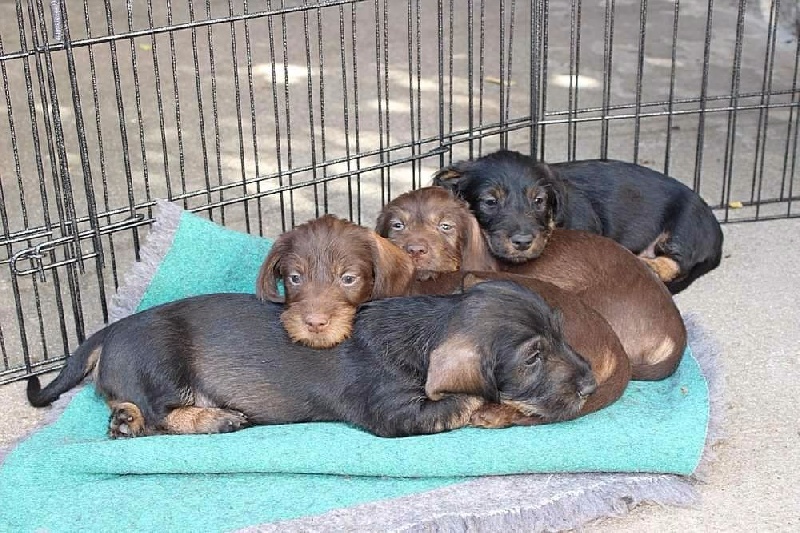 Chiot Teckel poil dur de la Cascade d'Orion