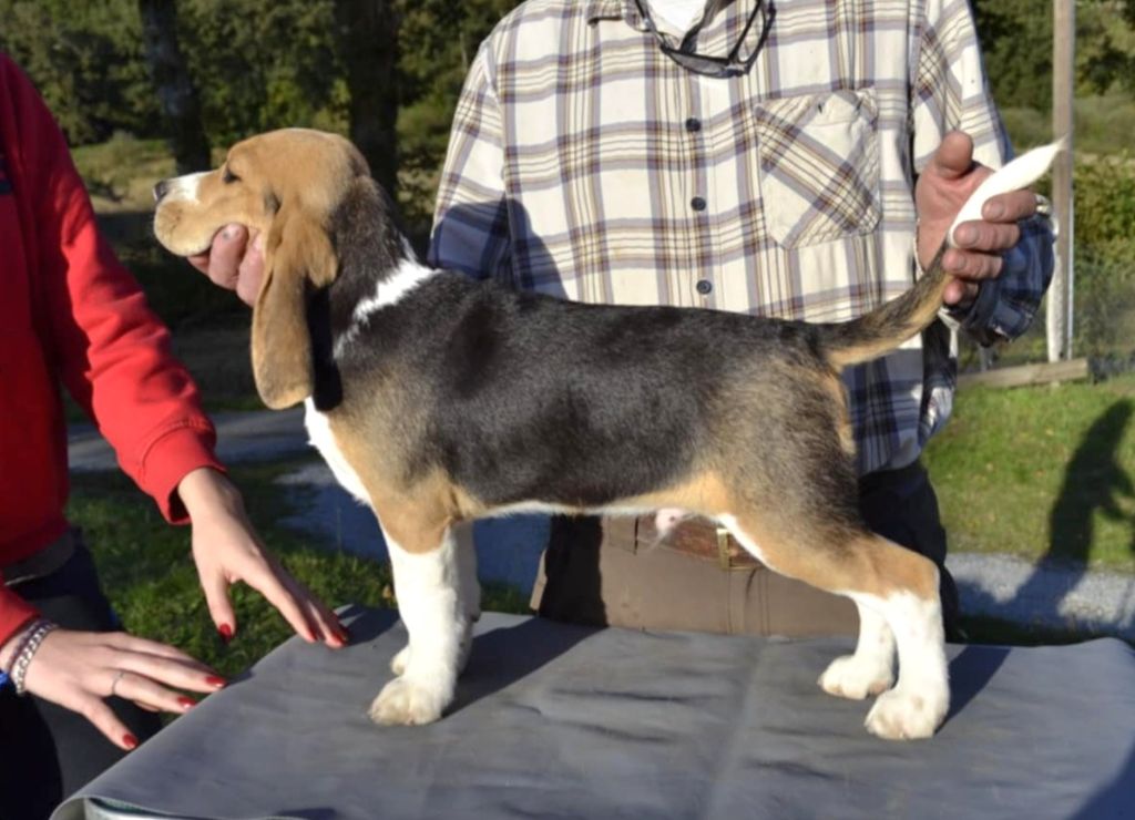 de la Cascade d'Orion - Chiots disponibles - Beagle