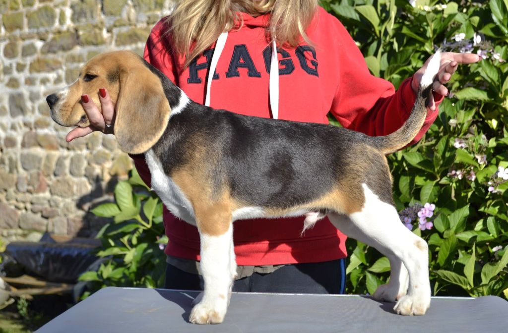 de la Cascade d'Orion - Chiots disponibles - Beagle