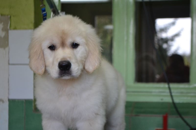 domaine du hameau du fayel - Chiots disponibles - Golden Retriever