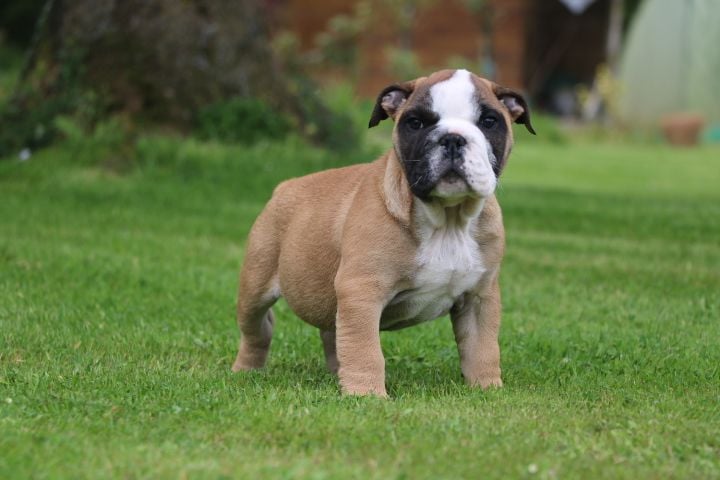 domaine du hameau du fayel - Chiots disponibles - Bulldog Anglais