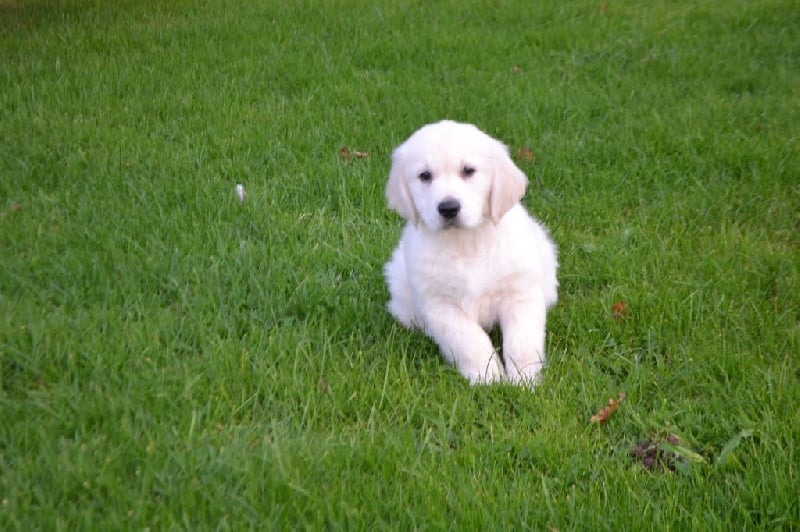 domaine du hameau du fayel - Chiots disponibles - Golden Retriever