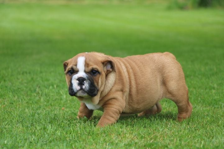 domaine du hameau du fayel - Chiots disponibles - Bulldog Anglais