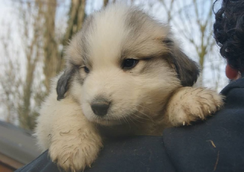 du grand tendre - Chien de Montagne des Pyrenees - Portée née le 20/11/2014