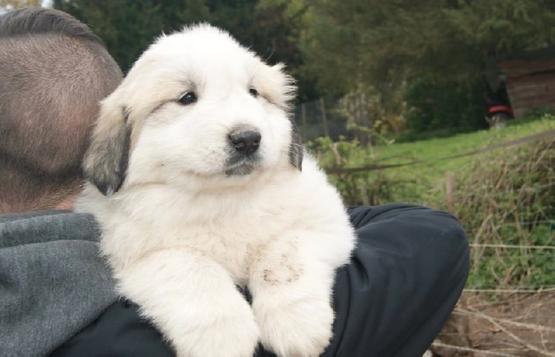 du grand tendre - Chiots disponibles - Chien de Montagne des Pyrenees