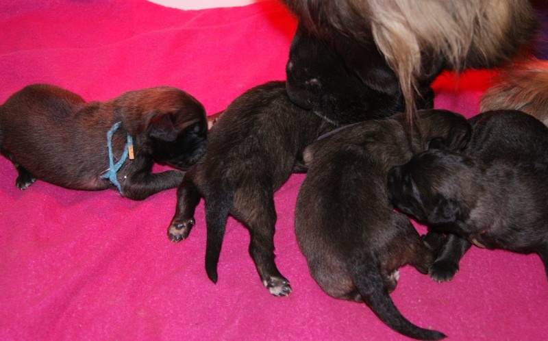 du grand tendre - Leonberger - Portée née le 26/06/2012