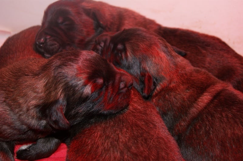 du grand tendre - Leonberger - Portée née le 13/01/2013