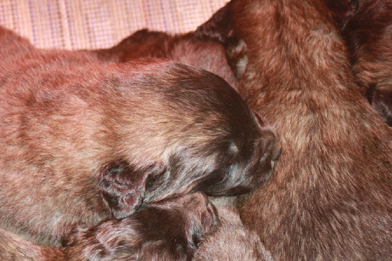 des Prés d'Allys - Leonberger - Portée née le 06/05/2015