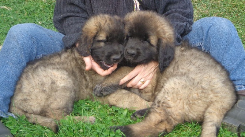 des Prés d'Allys - Leonberger - Portée née le 31/07/2014