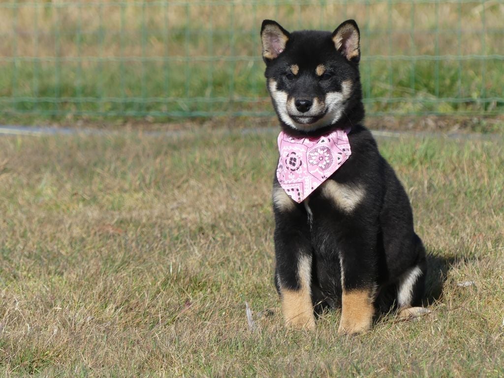 des Terres des Forges - Chiots disponibles - Shiba