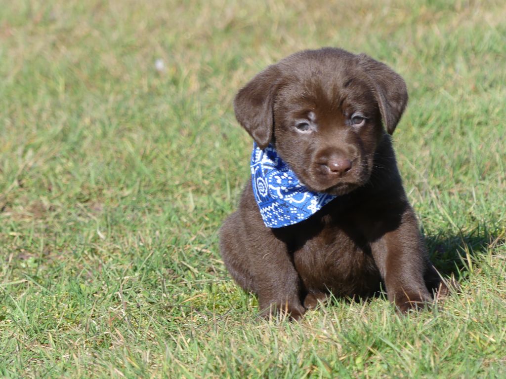 Chiot Labrador Retriever des Terres des Forges