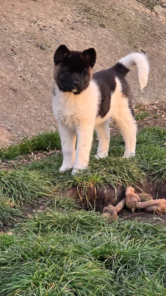 Chiot Akita americain des Terres des Forges