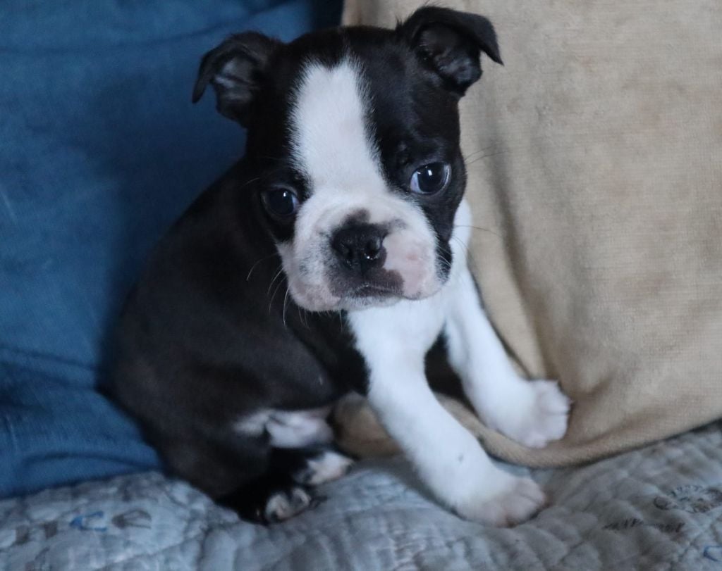 de la Grange Enchantée - Chiots disponibles - Boston Terrier