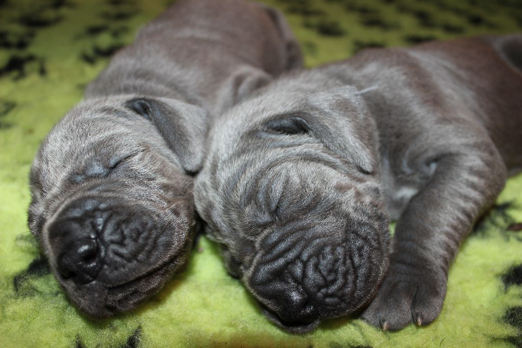 DE VALAVERGNY - Nouvelles photos des bébés de Makadam' et Orassio à 13 jours