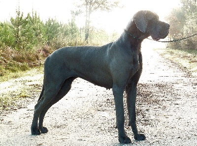 Des terres royales - Résultat Re Doggen Bordeaux 