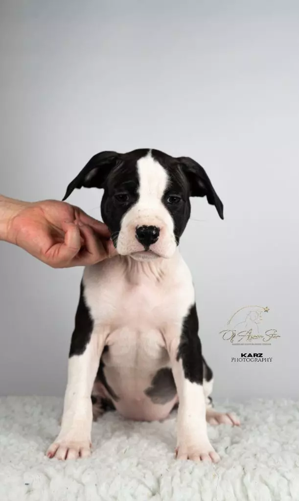 of Ayron Star - Chiots disponibles - American Staffordshire Terrier