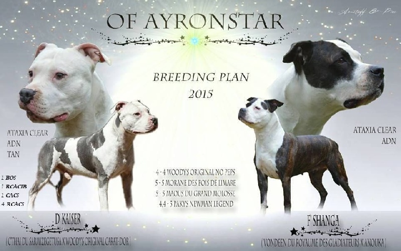 of Ayron Star - American Staffordshire Terrier - Portée née le 30/12/2015