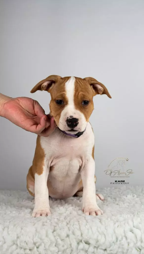 of Ayron Star - Chiots disponibles - American Staffordshire Terrier