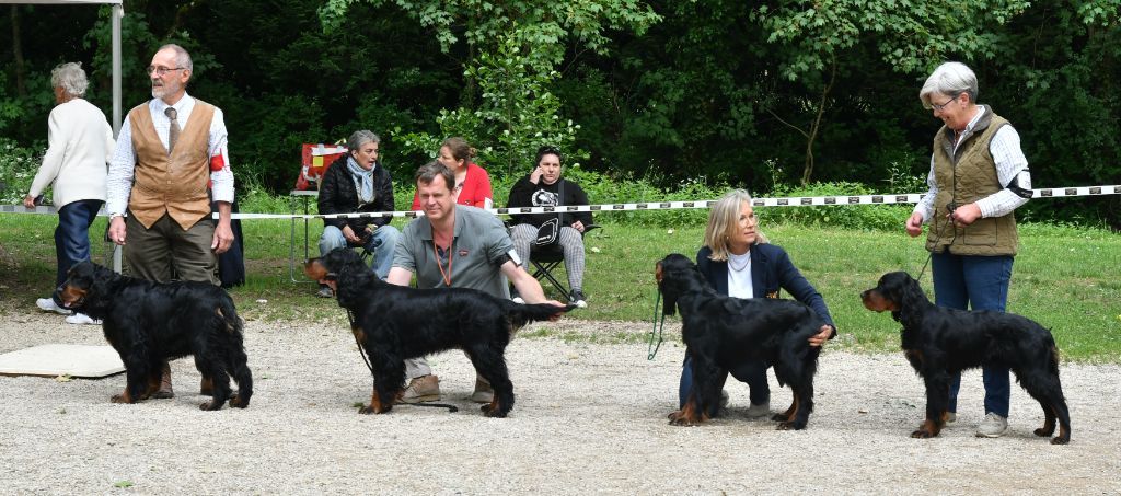 of Lady Woodcock - Nationale d'Elevage du Setter Gordon année 2022