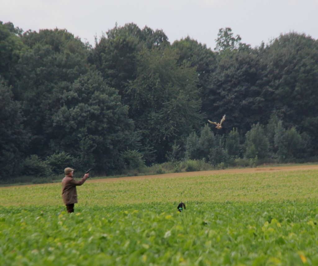 of Lady Woodcock - Débuts en Field Trial de Legend