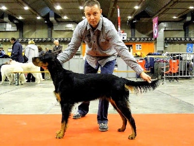 of Lady Woodcock - Brusselsdogshow 2012