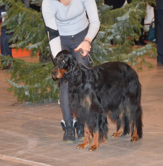 of Lady Woodcock - Brusselsdogshow 2014