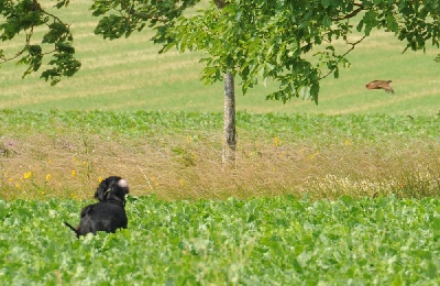 of Lady Woodcock - T.A.N. et Field d'Initiation à Massonville