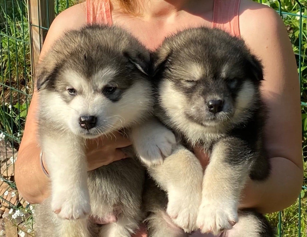 Chiot Alaskan Malamute of Lapland Polarlights