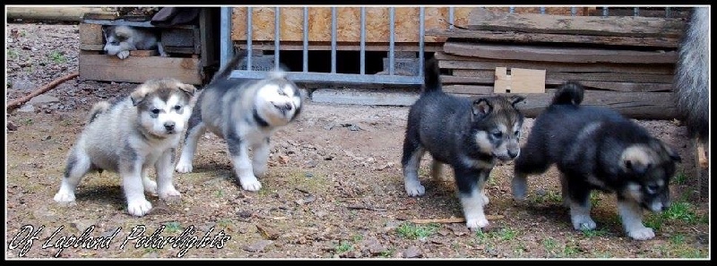 of Lapland Polarlights - Alaskan Malamute - Portée née le 20/06/2015