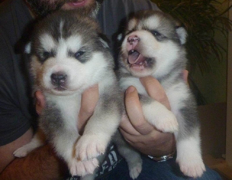 of Lapland Polarlights - Alaskan Malamute - Portée née le 10/11/2011