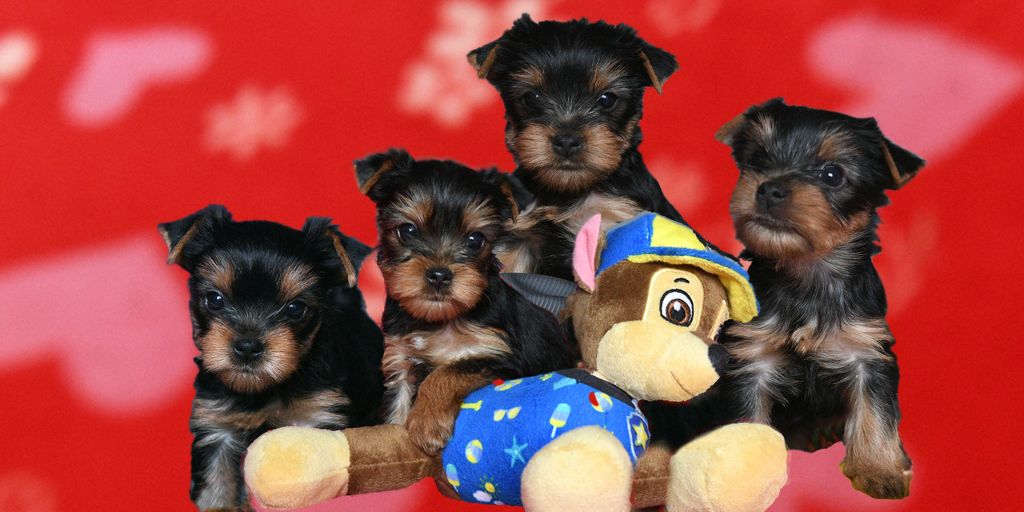 Chiot Yorkshire Terrier Du Domaine D'elly