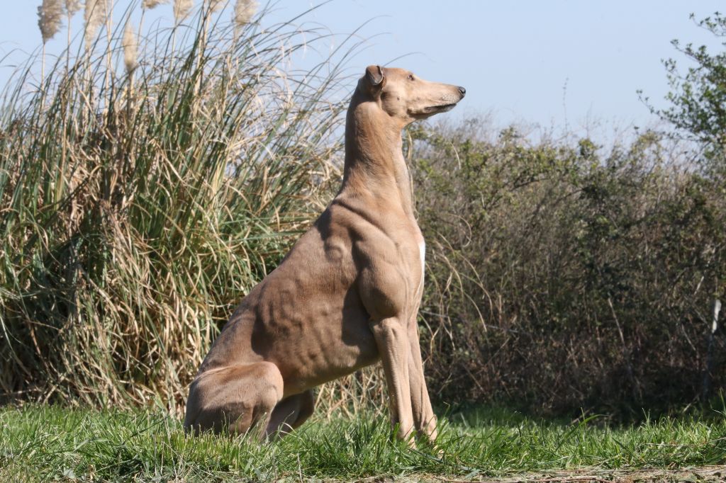 christcile's - Pas de chiots greyhound ce début d'année