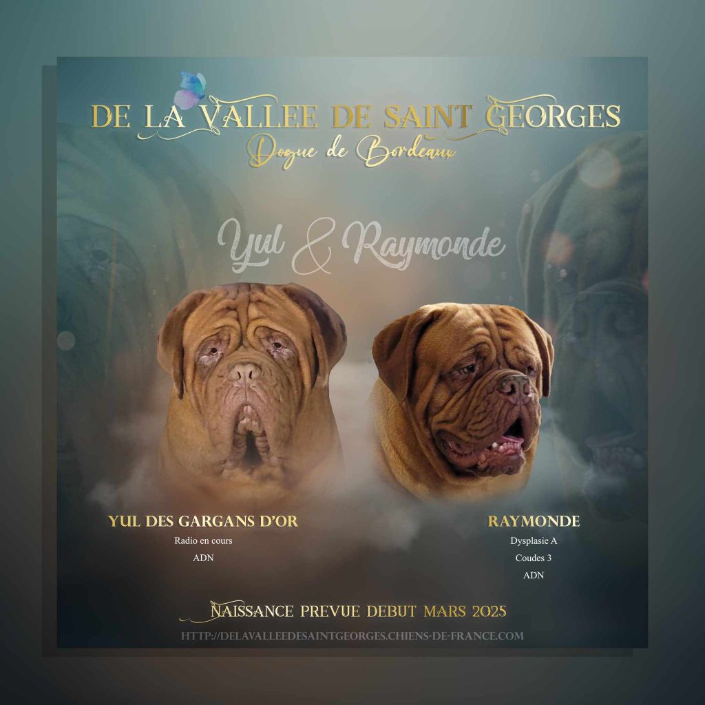 de la vallée de Saint Georges - Prochainement naissance des chiots de Raymonde et de Yul.