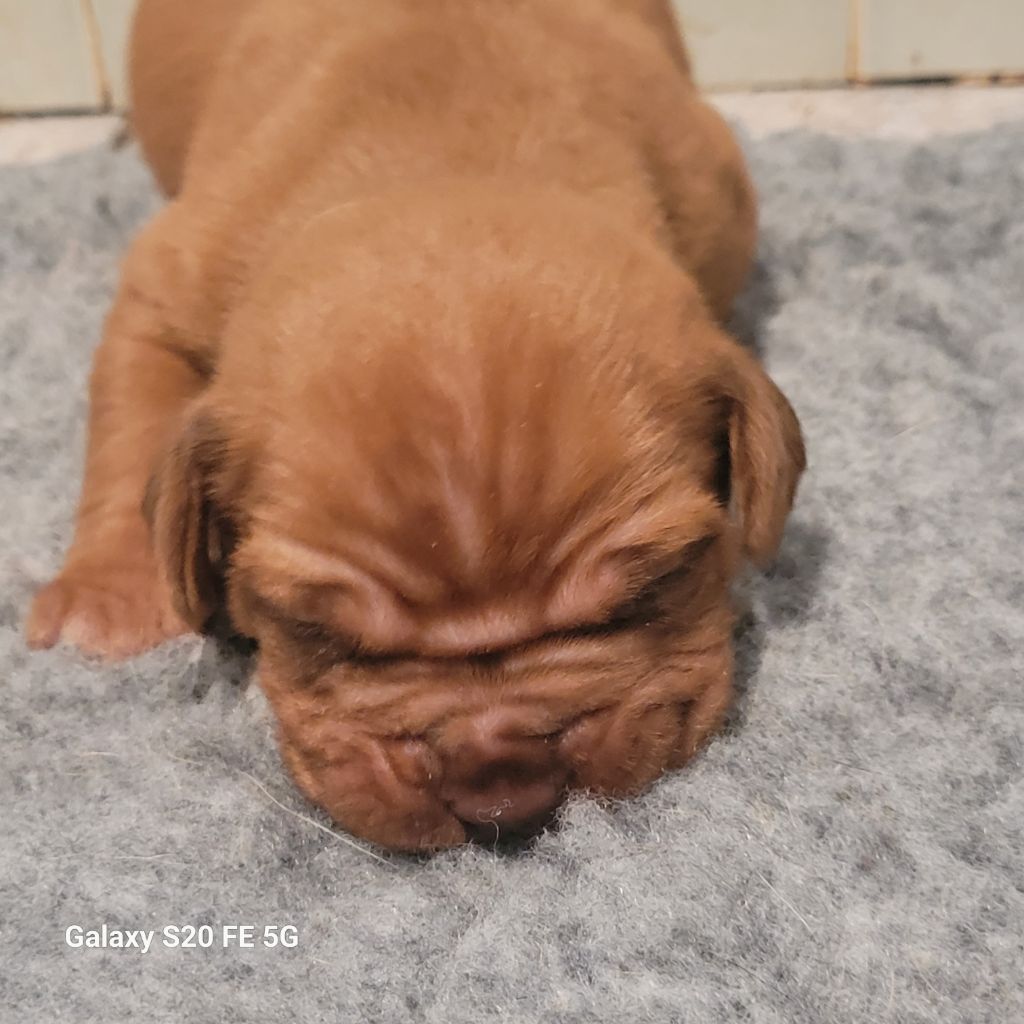 de la vallée de Saint Georges - Chiots disponibles - Dogue de Bordeaux