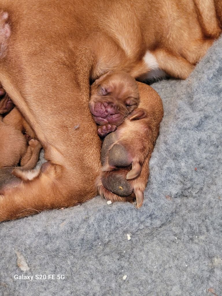 Chiot Dogue de Bordeaux de la vallée de Saint Georges