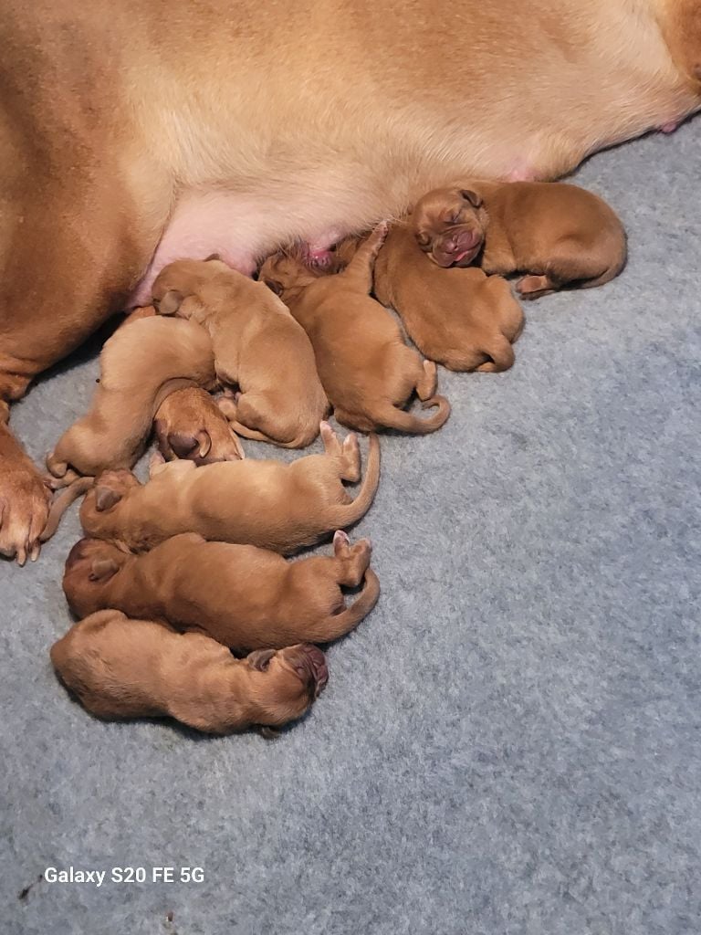 de la vallée de Saint Georges - Chiots disponibles - Dogue de Bordeaux