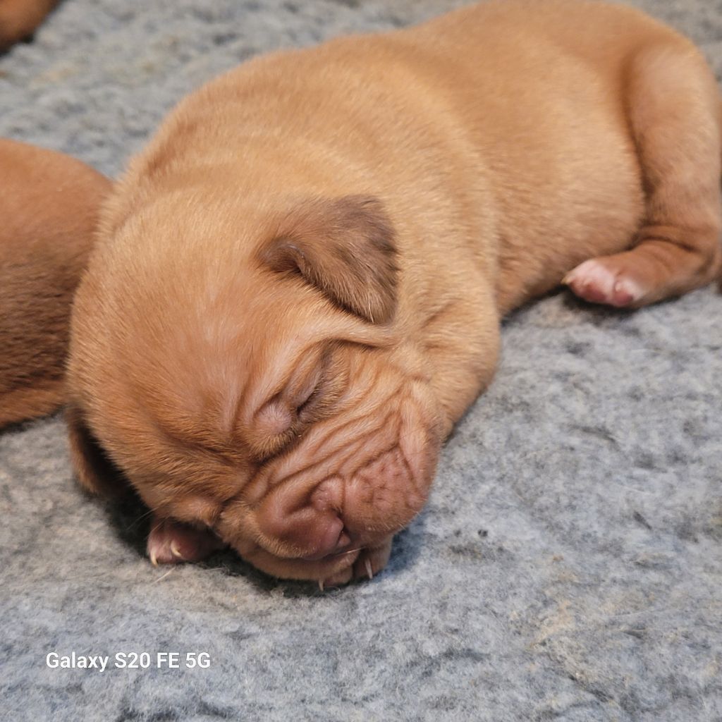 de la vallée de Saint Georges - Chiots disponibles - Dogue de Bordeaux