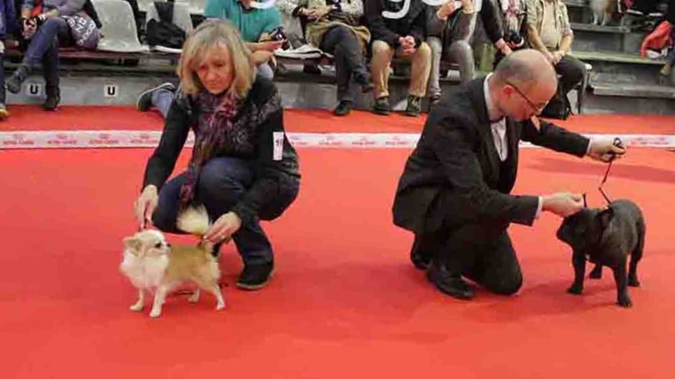 du Vallon de Beaumont - CACIB BORDEAUX 2018