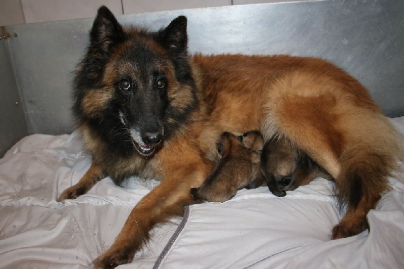 Chiot Berger Belge du Domaine de la Salvonière