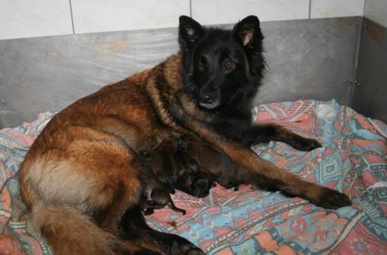 Chiot Berger Belge du Domaine de la Salvonière