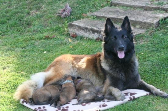 Chiot Berger Belge du Domaine de la Salvonière