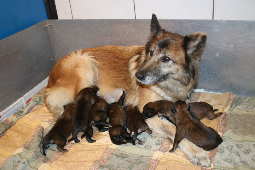 Chiot Berger Belge du Domaine de la Salvonière